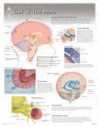CSF & the Brain Wall Chart: 8270
