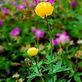 European Globe Flower 50 Seeds-Trollius-Shade Perennial