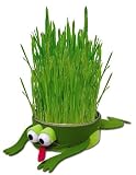 Eigenschaften Vento  / Katzengras Frosch
