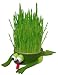 Katzengras Frosch