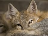 Swift Fox at the Omaha Zoo, Nebraska Photographic Poster Print by Joel Sartore, 9x12