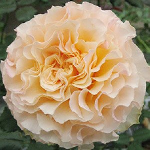 ラ・カンパネラ　ハイブリッド・ティー　国産春苗　6号鉢植え品　国産バラ苗