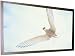 Electronics : Draper 253288 M1300 106-Inch Onyx Premium 52-Inch X 92-Inch Fixed HDTV Screen (White)