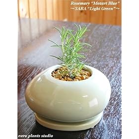 ���[�Y�}���[�g���[�c�@���g�u���[�h/ Rosemary�eMozart Blue / �����gSARA�h~�W�΁gLight Green�h / �C���e���A�n�[�u / ���A��