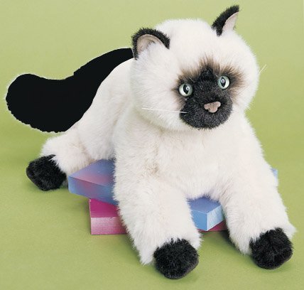 cat:Tasha Himalayan Cat 16