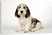 Dog - Petit Basset Griffon Vendeen puppy - 4 months old - 20 Inch Canvas Print (51 cm) by Ardea