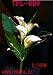 White Calla Lily with Led Light