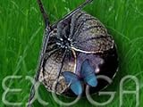 Eigenschaften Exoga  / Mexican Tomatillo Purple - Physalis ixocarpa violett Tomaten Samen
