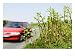 Japanese Knotweed Growing in Worcestershire, UK Art Photographic Poster Print by Martin Page, 24x18