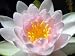 Pink Water Lily - 18