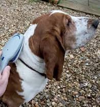 Ionic Pet Brush