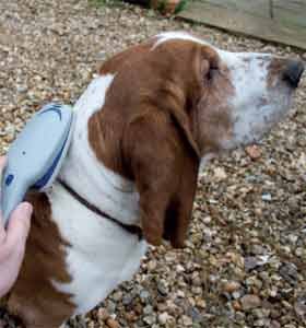 Ionic Pet Brush