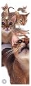Abyssinians Art Giclee Poster Print by Yoneo Morita, 20x56