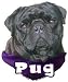   - Black PUG Dog Color Contour Decal, Pugs, Sticker, Sign