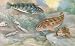 Wallmonkeys Peel and Stick Wall Decals - Greenlings and Ghost Shrimp Live in Pacific Coast Waters - Removable Graphic