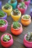 Wallmonkeys Peel and Stick Wall Decals - Miniature Cactus in Colorful Planters - Removable Graphic