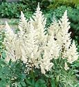 Flower Bulb Astilbe - Diamond