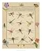 Dragonfly Manuscript II - Jaggu Prasad Art Print Poster 18 x 22