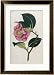 Also Known as Rose Camellia Framed Art Poster Print by William Curtis, 24x32