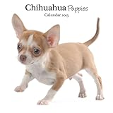 Magnet & Steel Chihuahua Puppies Mini Wall Calendar