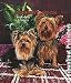 yorkshire_terrier11yorkshire terrier - Yorkshire Terriers Address Book Gift for Dog Lovers