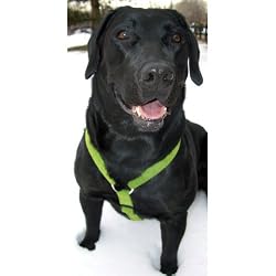 Natural Hemp Corduroy Dog Harness: Blue (Large)