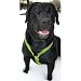 Natural Hemp Corduroy Dog Harness: Blue (Large)