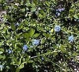 Ceanothus 'Victoria' - California Lilac