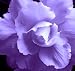 Wilsons Double Lace Begonia Flower Seeds 50 Stratisfied Seeds with Instructions Wilsons Double Lace Begonia Flower Seeds 50 Stratisfied Seeds with Instructions