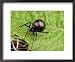 A Female Black Widow Spider, Latrodectus Mactans, on a Leaf Framed Art Poster Print b...