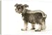 Dog - Schnauzer puppy - 20 Inch Canvas Print (51 cm) by Ardea