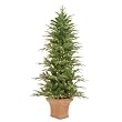 Potted Frasier Tree- Green(4.5')