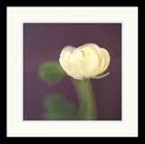 Ivory on Aubergine Framed Art Print