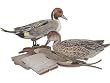 Pintail 6 Pak Kit Duck Decoys Duck