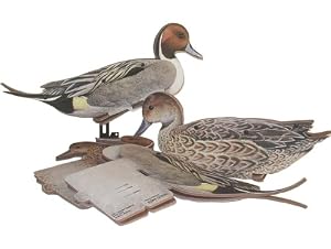 Pintail Dozen Duck Decoys Duck