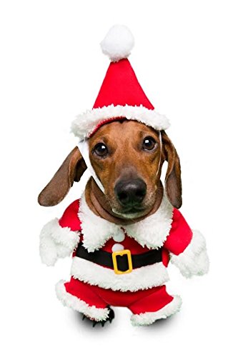 Dog Santa Costume