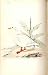 Cream Coloured Goose Meyer H/c Birds 1842-50