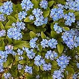 'Bluesylva' Forget-Me-Not - 8 Plants - Myosotis
