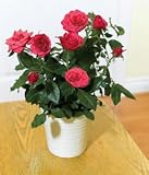 Review Post-a-Rose  / Pink Rose Pot Plant