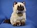   - Plush Yomiko Himalayan Cat Md 9