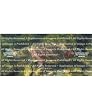 Rainbow Trout 2 Rear Window Vinyl Graphic Decal