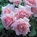New Dawn (Rosa Climbing) - Bare Root Rose