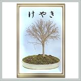 Gray Bark Elm - Japanese Zelkova Seeds - By joebonsai