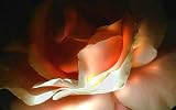 0010508 Canvas Art for Wall Decor - Texturized Giclee painting Rose and Light II by Slava Telenkov, 20x32, Artwork Textured and Signed by the Artist, LIMITED EDITION, Gallery Wrap ready to hang