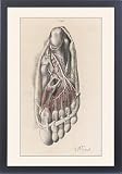 Framed Prints of Anatomy/sole Of Foot from Mary Evans