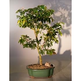 Bonsai Boy's Flowering Dwarf Pink Powderpuff Bonsai(calliandra schultzei 'rose cascade')