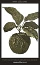 Forbidden Fruit: From The Letters of Abelard and Heloise (Penguin Great Loves)