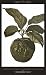 Forbidden Fruit: From the Letters of Abelard and Heloise (Penguin Great Loves)