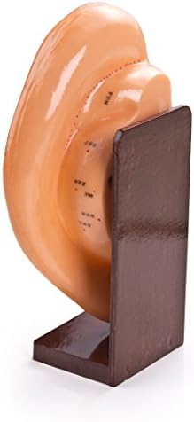 Human Ear Acupuncture Points Model with Points in English 22 cm / 8.5 inch