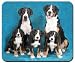 Greater Swiss Mountain Dog Mousepad